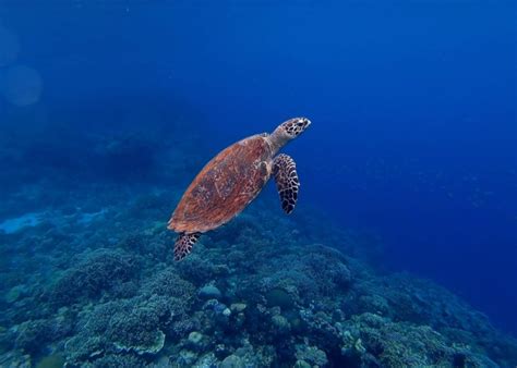 Paddlers Rescue Critically Endangered Hawksbill Sea Turtle