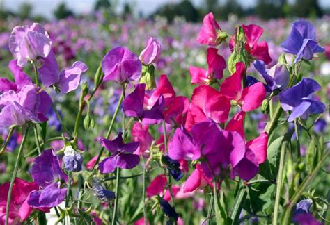 30 Fragrant Sweet Pea Flower Mix Lathyrus Seeds