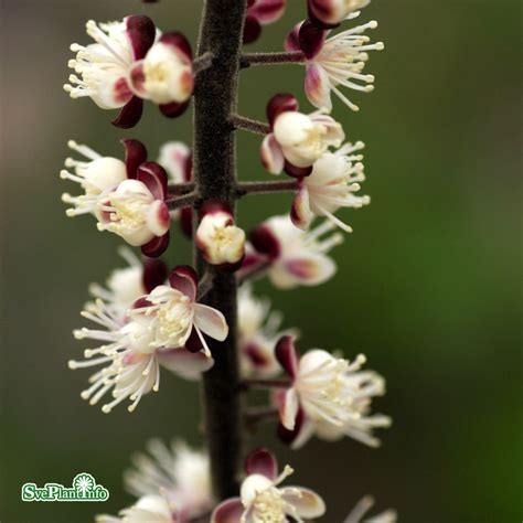 Actaea Simplex Pink Spike Höstsilverax Perenner