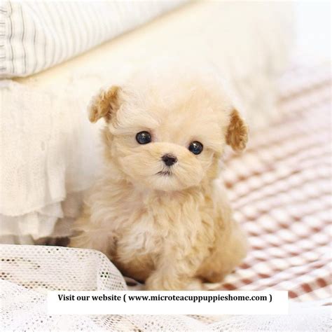 Pomeranian's changes in coat color. Micro Teacup Puppies For Sale | From Top Breeder - The ...