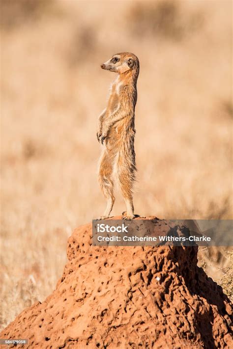 Meerkat Sentry Stock Photo Download Image Now Africa Alertness