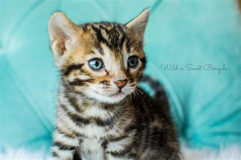 Sep 24, 18:45 negeri sembilan. Bengal Kittens & Cats for Sale Near Me in 2020 | Bengal ...