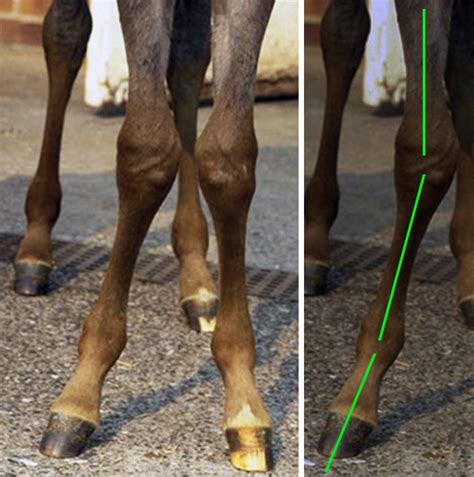 Carpal Valgus Archives The Horses Back