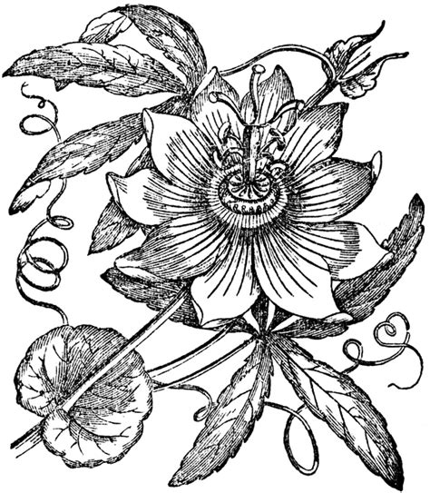 Little, basic flowers, meanwhile, make for tattoos that can be truly tiny, requiring less than half an inch of space. Passionflower | Passion fruit flower, Passion flower plant ...