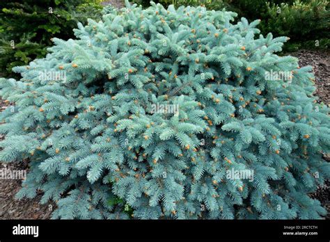 Blue Conifer Spherical Colorado Blue Spruce Picea Pungens Domschke
