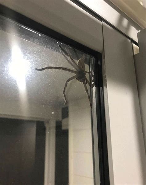 freakishly giant spider scares australian couple at their house