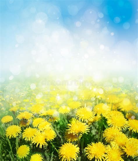 De Gele Dandelions Groeien In De Weide Bloemen In De Lente