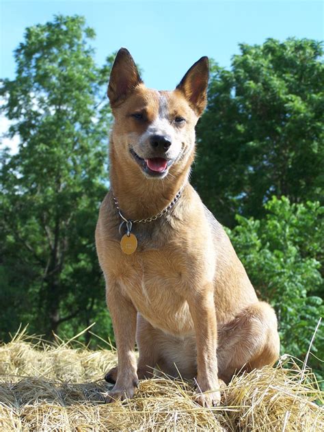 33 Best Red Heelers Images On Pinterest Cattle Dogs Australian