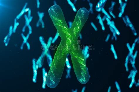 La Infección De Los Y Cromosomas Dna Del Virus O De La Infección