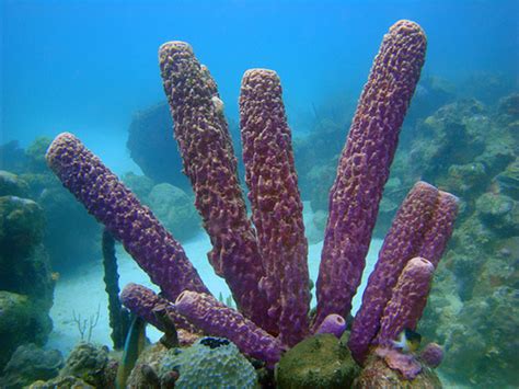 Phylum Porifera Sea Sponge Characteristics Reproducution And More