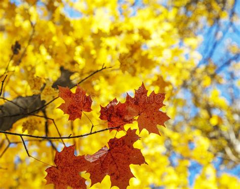 Bright Autumn Leaves Stock Image Image Of Frame Brown 83676697