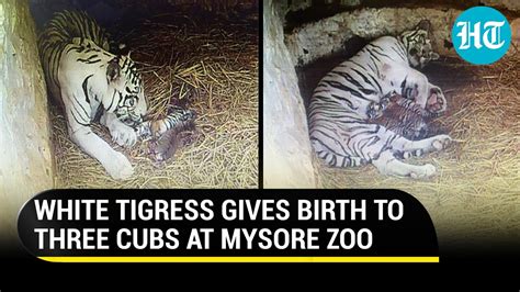 Watch White Tigress Tara Feeds Newborn Cubs First Tiger Birth In The