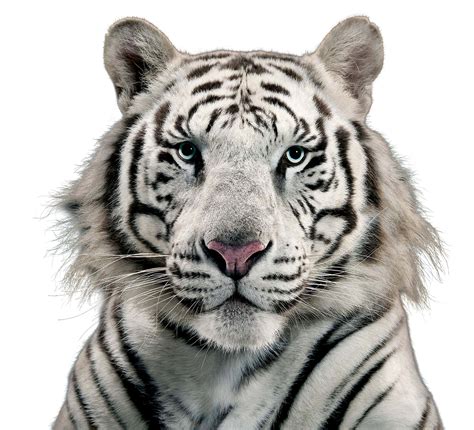 White Tiger Clipart Transparent Background White Tiger Face Png Png
