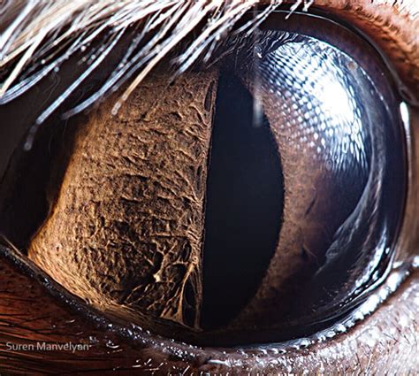 Stunning Macro Photographs Of Animal Eyes Petapixel