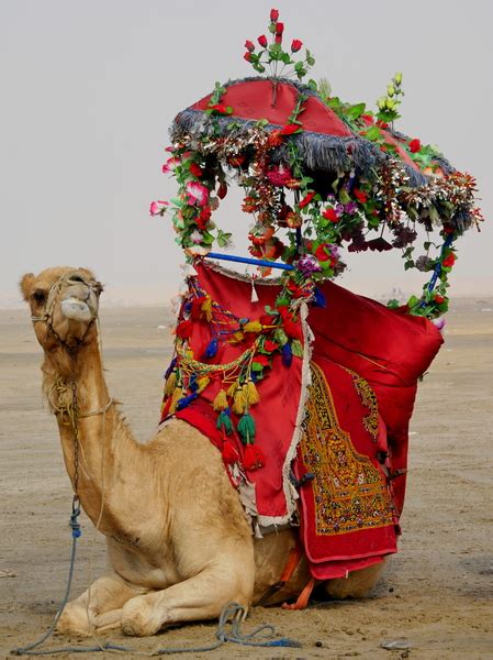 Montando Camello En El Desierto Stock De Fotos Gratis Savvas511