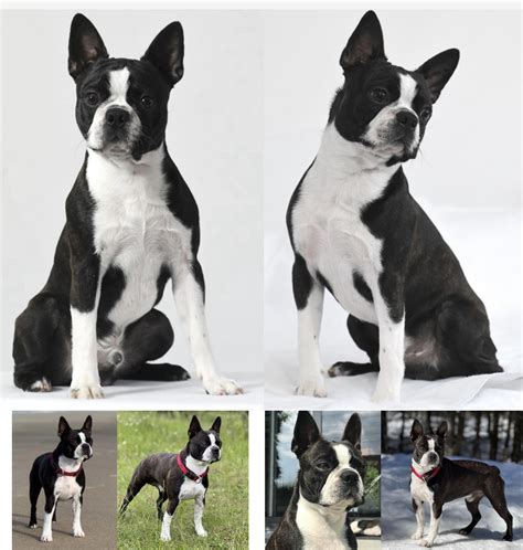 Deckrüden Der Boston Terrier