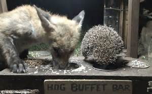 Fox And Hedgehog Captured Eating Together On Night Time Camera Daily