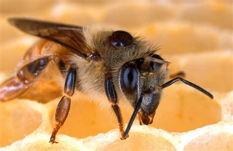 Different Types Of Honeybees World Class Wildlife Removal