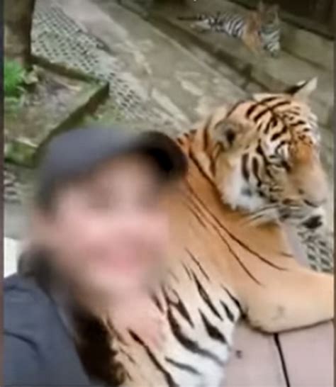 Female Fondling Tiger Testicles At Chiang Mai Zoo Causes Uproar