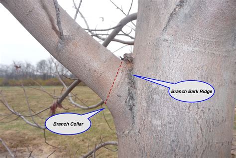 Purdue Landscape Report Branch Component Identification For Better