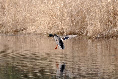 8 Great Strategies For Duck Hunting Wildfowl Waterfowl Hunting
