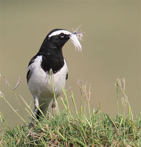 Details White Browed Wagtail Birdguides