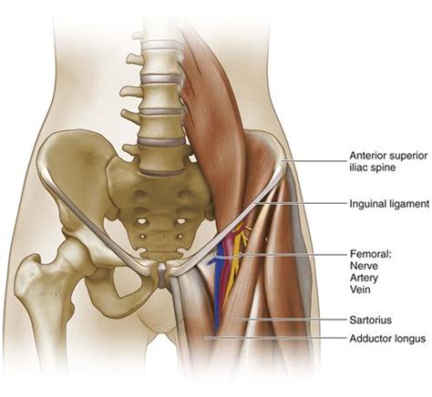 Anatomy Of The Hip Musculoskeletal Key