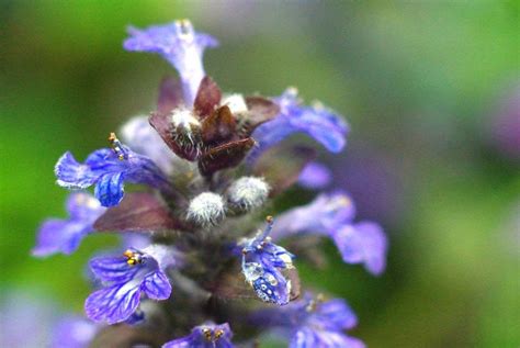 Here is a short guide to help you do that. It's Not Work, It's Gardening!: Bugleweed, essential in my ...