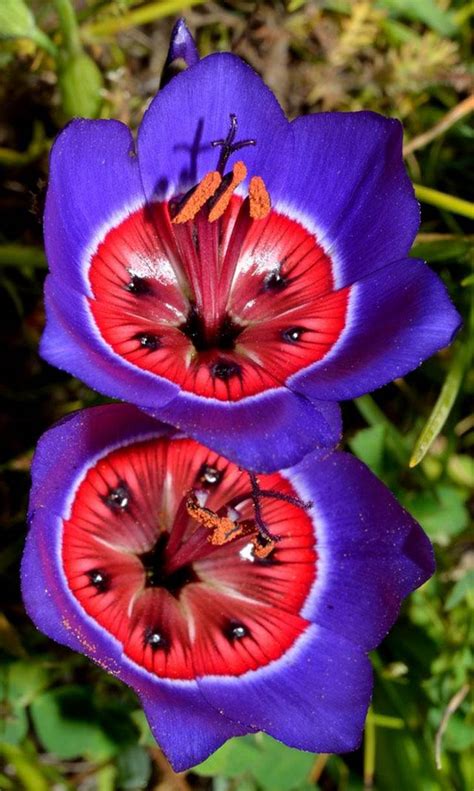 Exotic Flowers Of Stunning Beauty And Color Nature Babamail
