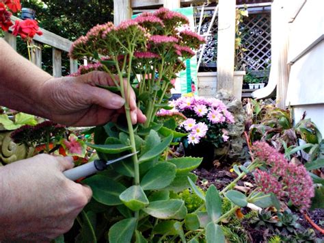 how to propagate succulents mike s backyard nursery