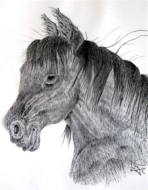Sketches Of Wild Horses