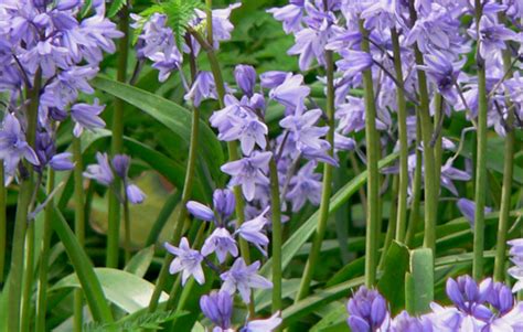 Native English Bluebell Identification Way2go4 Walking Holidays