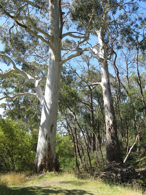 White Ghost Gum Trees Beautiful Nature Pictures Nature Pictures
