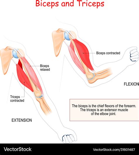 Biceps Triceps And Quadriceps