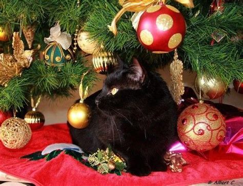 Black Cat Under The Christmas Tree Christmas Animals Christmas Cats