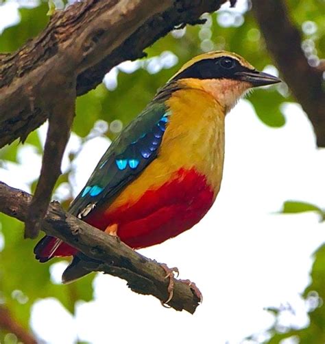 African Pitta Pitta Angolensis Sch Ne V Gel V Gel Spezies