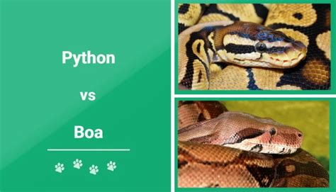 Python Vs Boa The Main Differences With Pictures Pet Keen