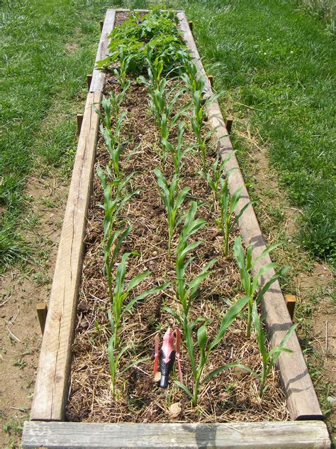 My Own Personal Raised Bed Gardensilver Queen Sweet Corn Raised