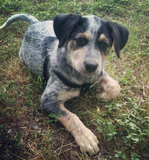 Blue Tick Heeler Black Lab Mix