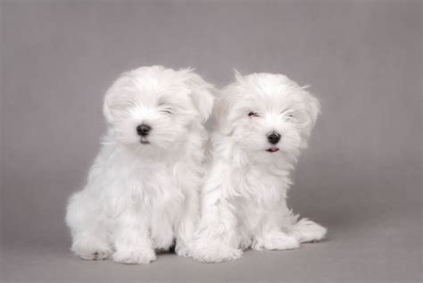 Cute White Puppies In Photos Funny And Cute Animals