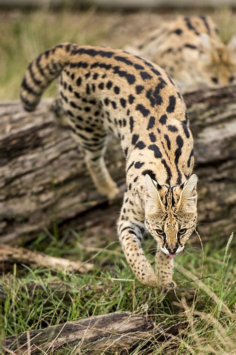 Serval By Colin Langford On 500px African Serval Cat Serval Cats