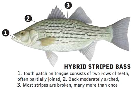 Art Lander S Outdoors Hybrid Striped Bass In Ky Waters Are Result Of A Controlled Interspecies