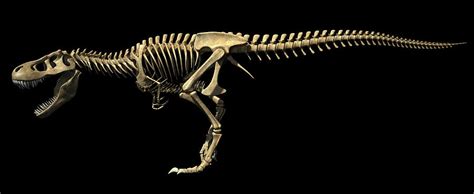 Tyrannosaurus Rex Skeleton Photograph By Leonello Calvetti Fine Art America