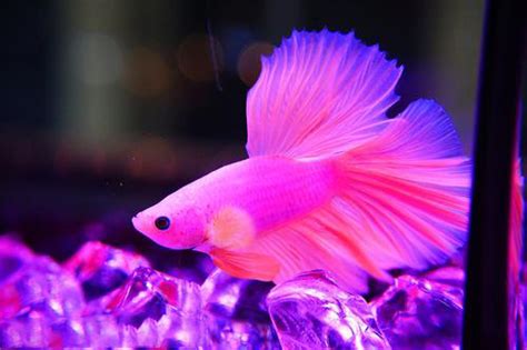 The betta splendens is a favorite because of its beauty, its long fins and because bettas are relatively easy to care for. Betta fish in different colors