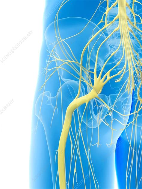 Nerves In Hip Artwork Stock Image F0093763 Science Photo Library