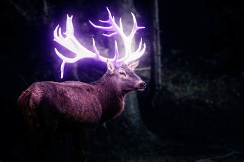 Glow Deer By Kraistokatsuo On Deviantart