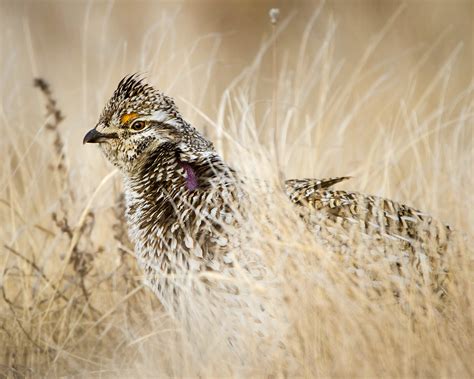 Sharp Tailed Grouse Audubon Field Guide