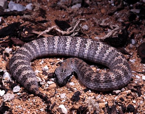 Australias 10 Most Venomous Snakes
