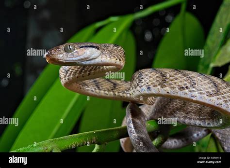 Brown Tree Snake Boiga Irregularis Esta Especie Fue Introducida En