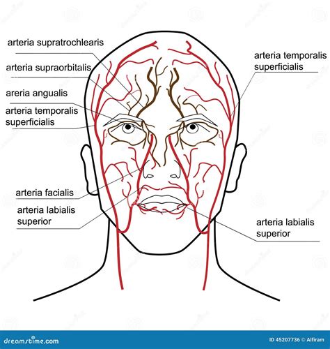 Facial Artery And Veins Circulatory System Section Head Royalty Free